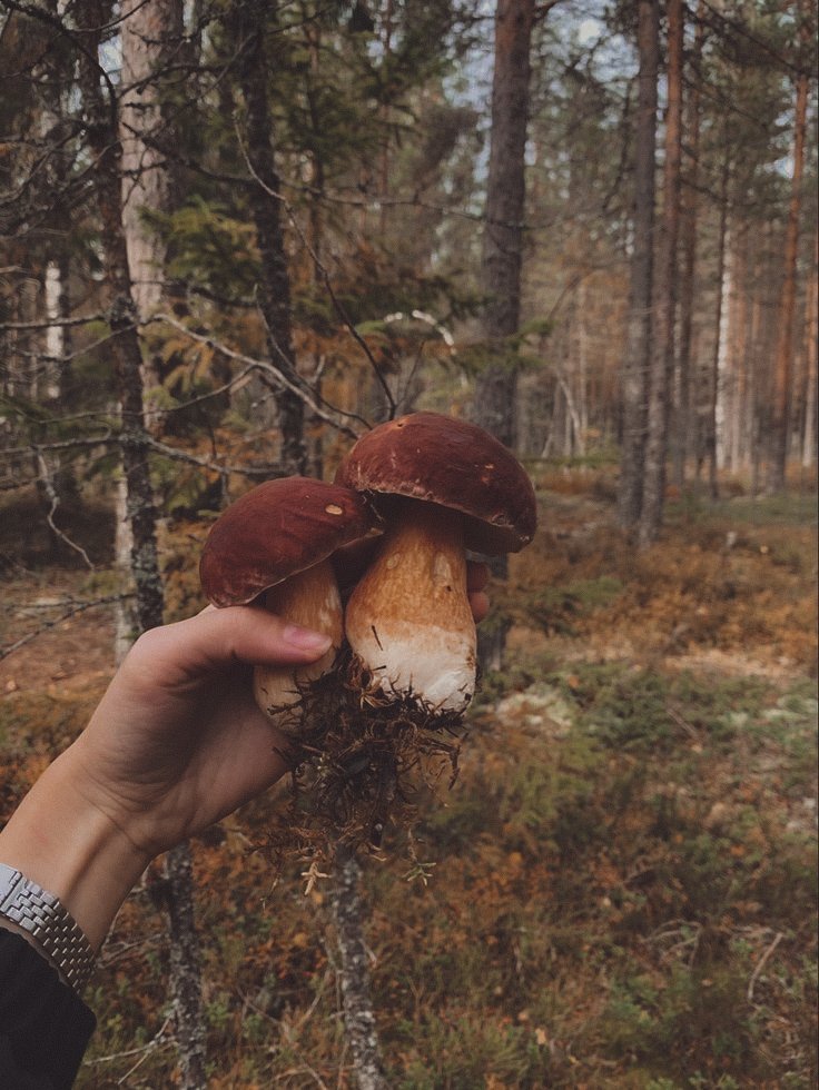 𓍊˖ ࣪⊹ (@goblinc0re) on Twitter photo 