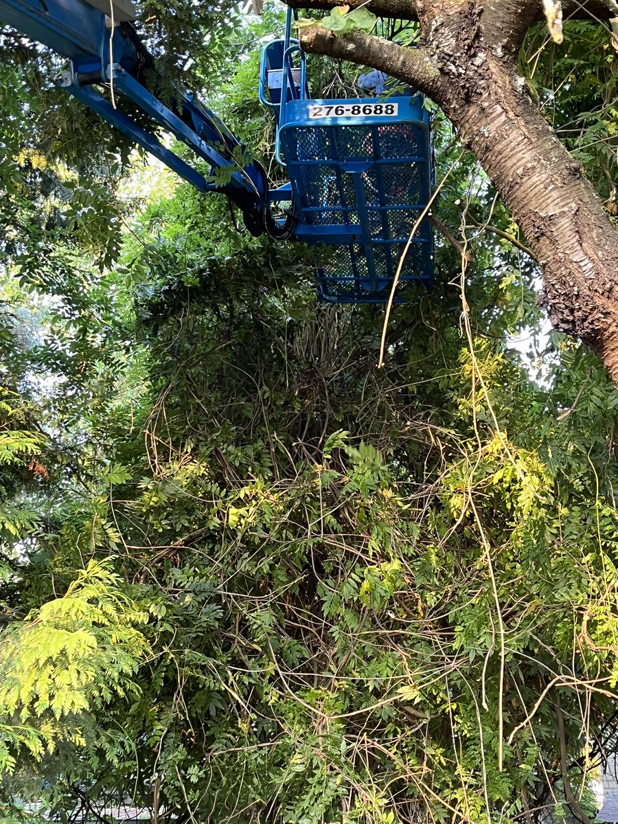 J L Safronick tweet media