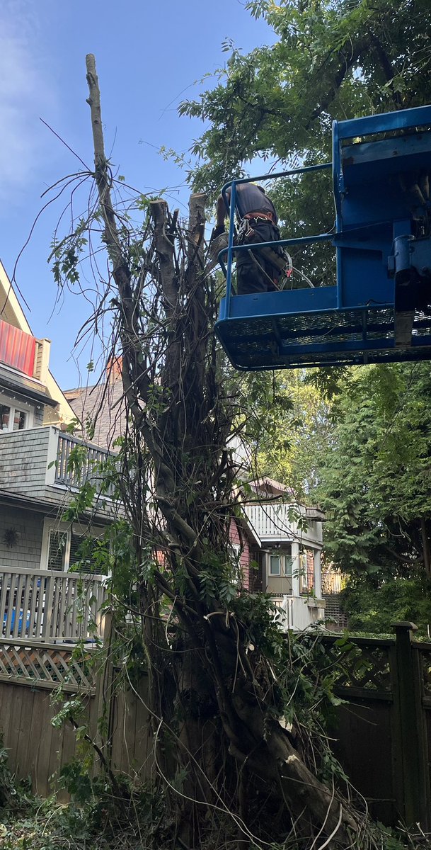 J L Safronick tweet media