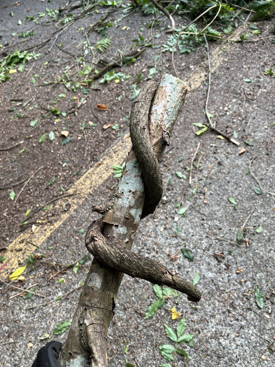 J L Safronick tweet media