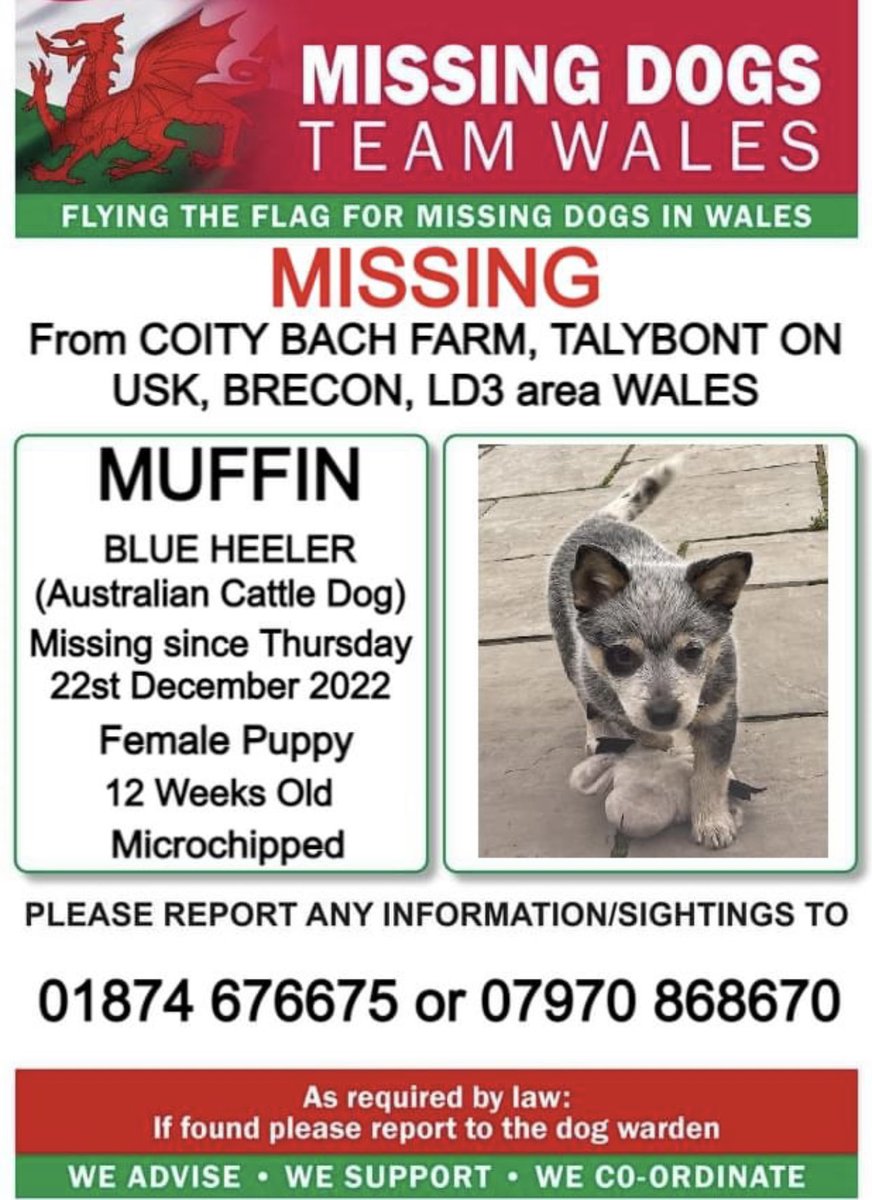 🔺🔺URGENT, 12 WEEK OLD PUPPY 🔺🔺
❗️❗️MUFFIN, MISSING FROM #COITYBACHFARM, #TALYBONTONUSK, #BRECON #LD3 area #WALES ❗️❗️
❗️SINCE THURSDAY 22nd DECEMBER 2022.
❗️PLEASE LOOK OUT FOR MUFFIN AND CALL NUMBER ON POSTER WITH ANY SIGHTING/INFORMATION.