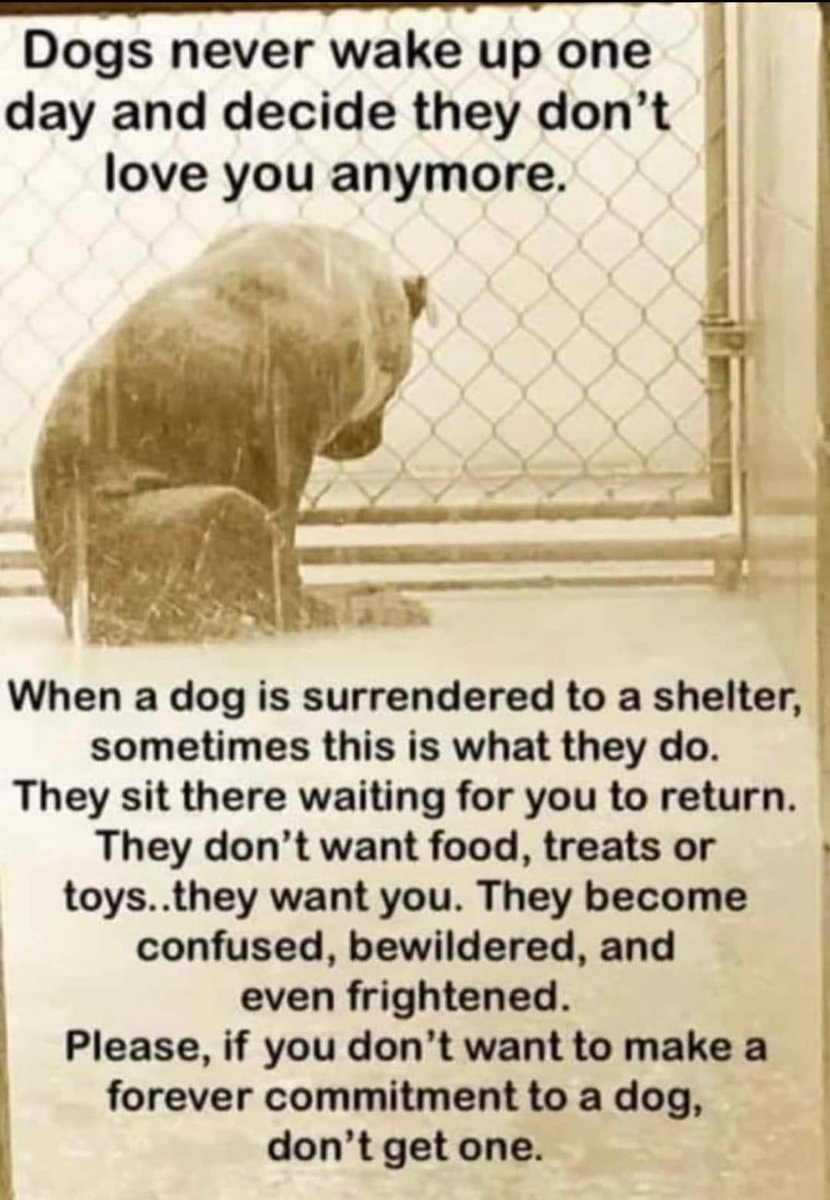 Animal Adoptions UK 🐕🦺🐈🐎❤️ (@adoptionsuk) on Twitter photo Please retweet, if you can't put a dog's needs first every day for the next 15 years, don't get one. Please retweet, if you can't put a dog's needs first every day for the next 15 years, don't get one.