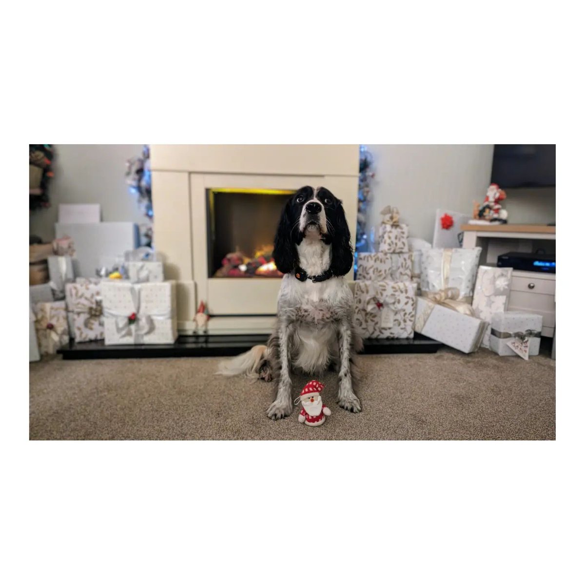 alexandermacfw's tweet photo. Tosca has a new toy for Christmas at Mary's! #SpringerSpaniel
https://t.co/LQ90jKPxbu https://t.co/65cqu0cxpL