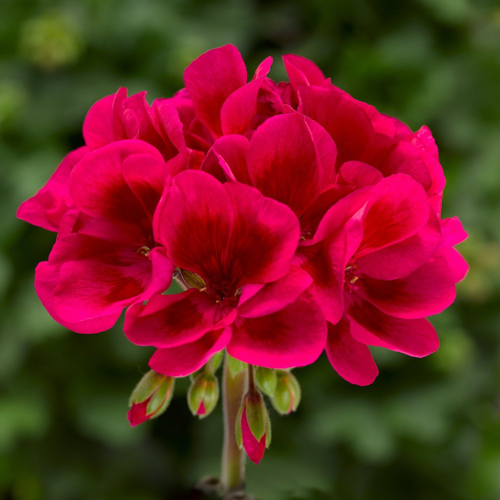 growjoyplants's tweet photo. Learn some helpful tips for starting geranium plants from seed in our blog post: https://t.co/Wlk9QQVsbU
#geraniumsforsale #ivygeranium #zonalgeranium #geranium #geraniumplant #ivygeraniumsforsale #growjoy https://t.co/b7yCocsXMr