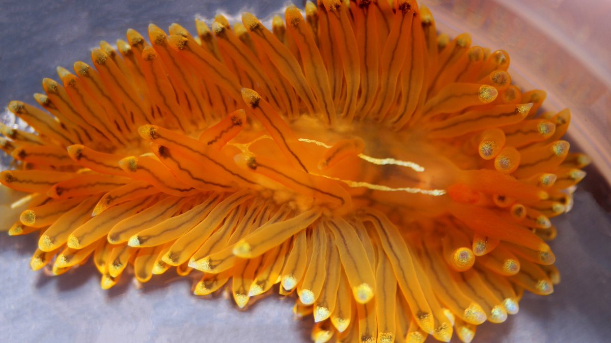 SERCinvasions's tweet photo. #8NightsofBioLights🕎 "THIS SLUG IS ON FI-YAHHHH! FIYAH!" 🎶🔥 This sea slug, Antiopella cristata,  with its bright orange body and yellow-tipped, flame-like cerata looks like it's on fire! It definitely sets our hearts ablaze! 😍 https://t.co/5z6UILXdgO
