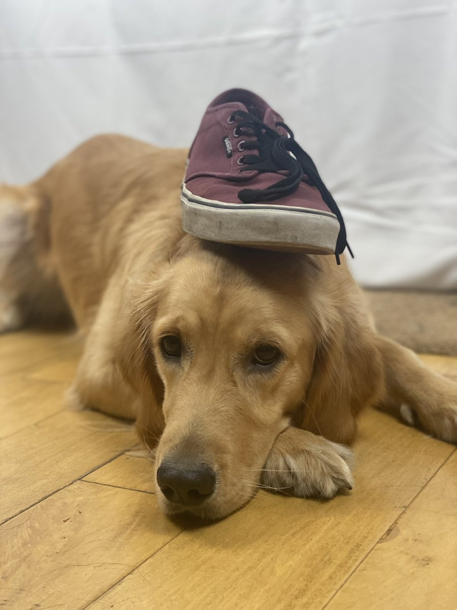 bunsenbernerbmd's tweet photo. You’ve heard of elf on a shelf but have you heard of a https://t.co/D6mPl8h0Ev