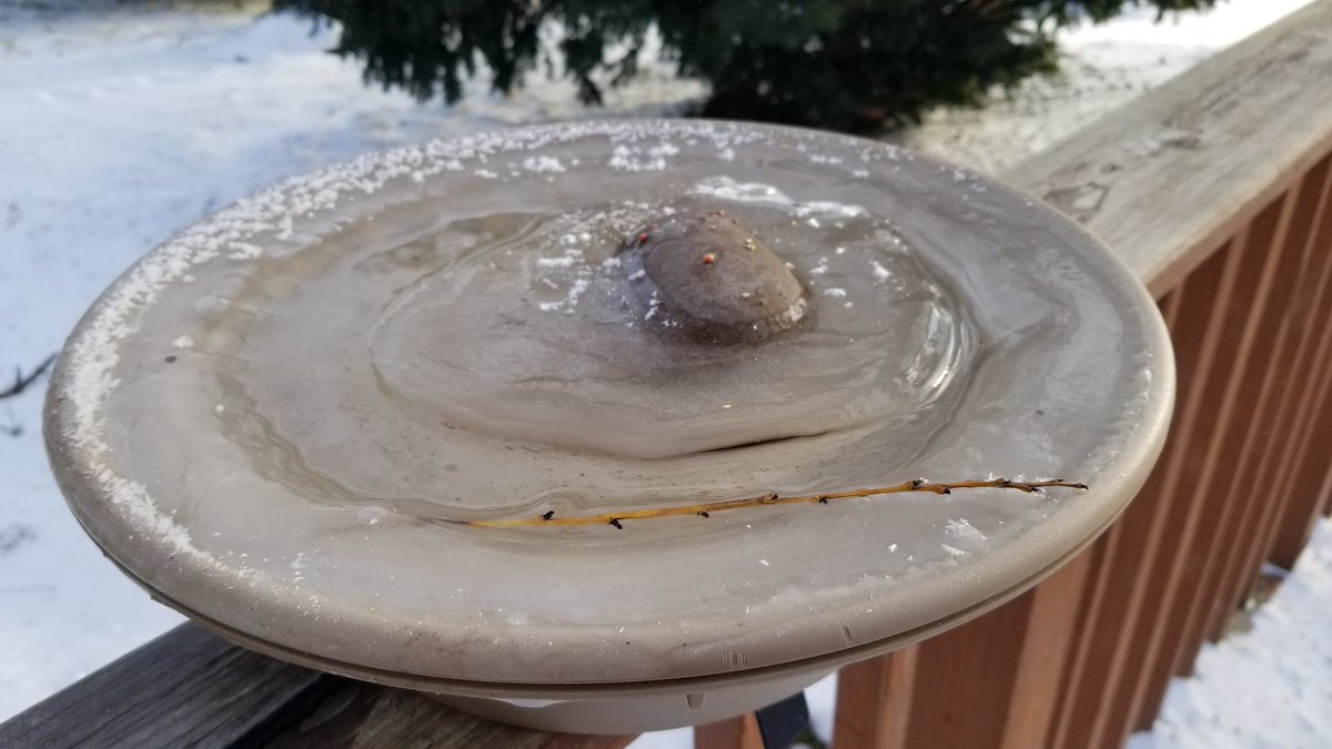 vintagepix's tweet photo. Temperature rose up to -6°F/-21°C (windchill -33°F/-36°C), and the birdies are favoring the side of the house out of the wind. @yourevilcats is watching #BirdfeederTV. Also the heated bird bowl keeps freezing over. # #wiwx #CatsOfTwitter #WisconsinWildlife https://t.co/9OBm9YpYMR