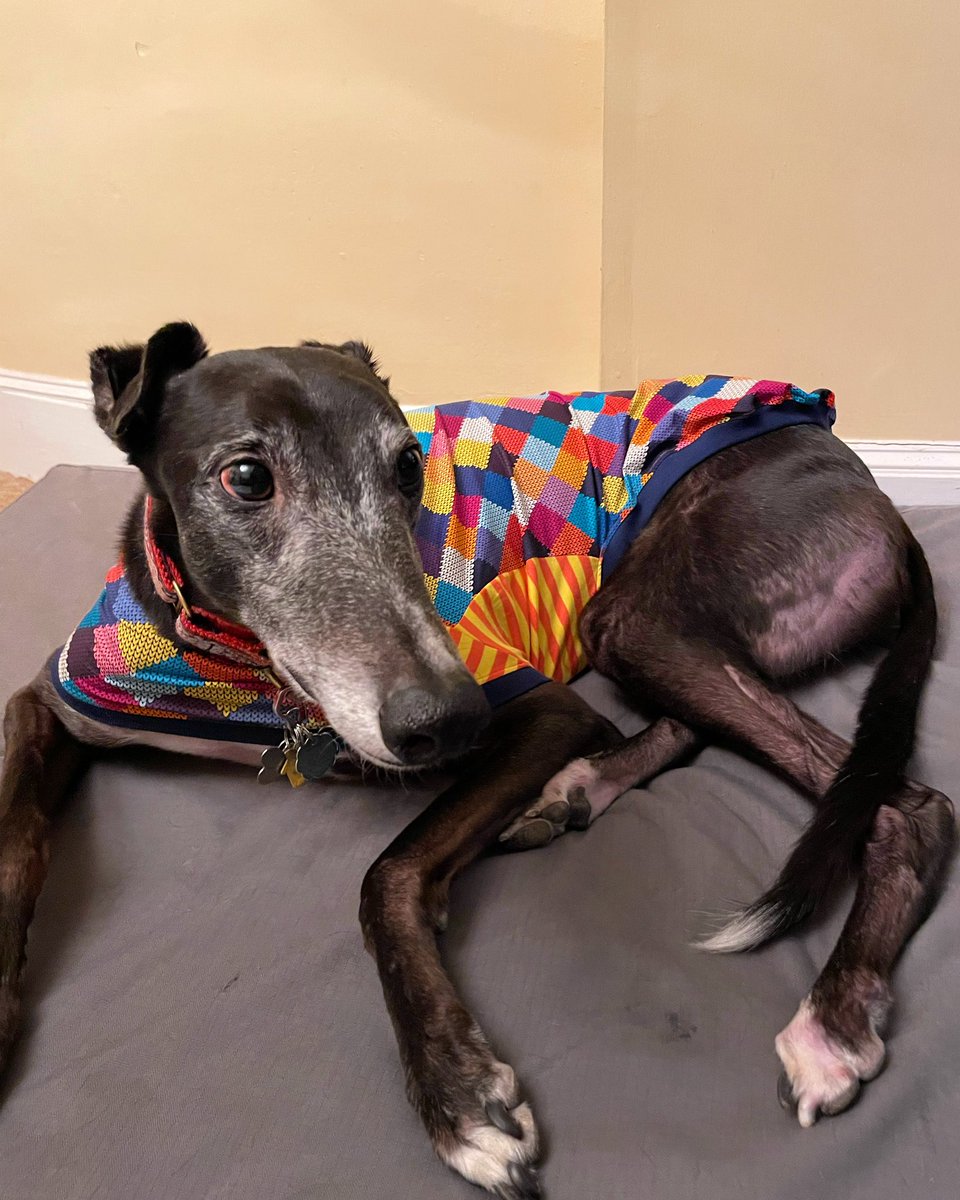 Faye and Dash both got new tees to wear just before the cold weather gets here tonight. They also have heavy coats to wear outside, these tees are to help in our old home. #dogsoftwitter #Greyhounds #HoundTees