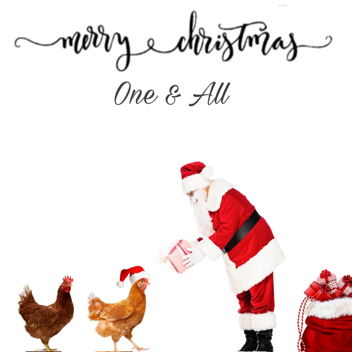 Merry Christmas from Give a Hen a Home C.I.C 🎄
#savehens #easichick #rescue #eachlifecounts #rehome #chickenhour