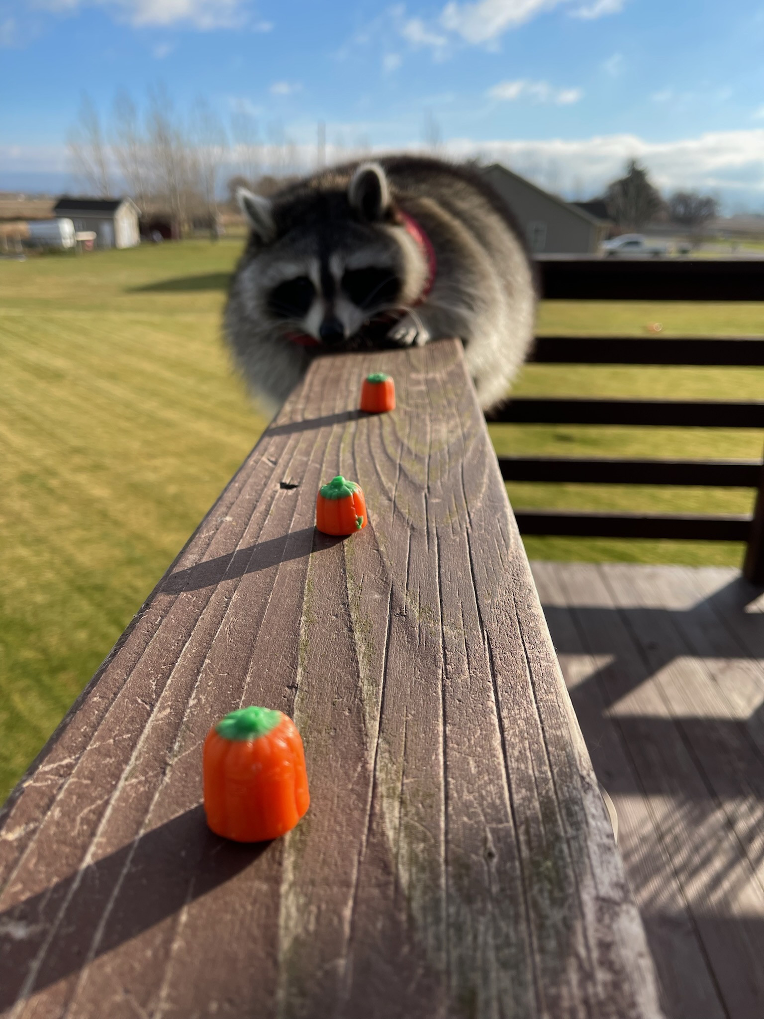 Twitter Raccoon Raccoons Hourly on Twitter: