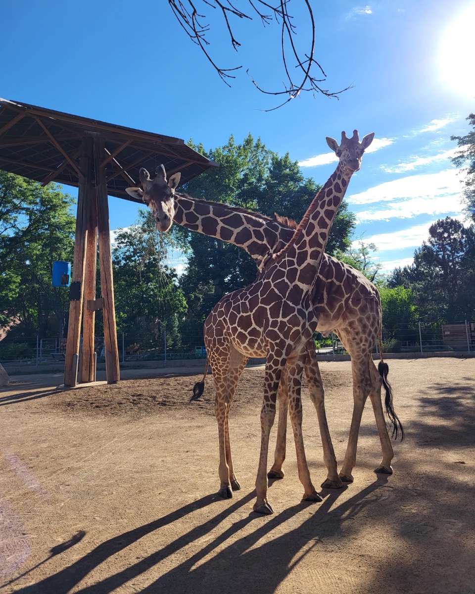 Channel 2 kwgn on twitter rt denverzoo as 2022 comes to a close we