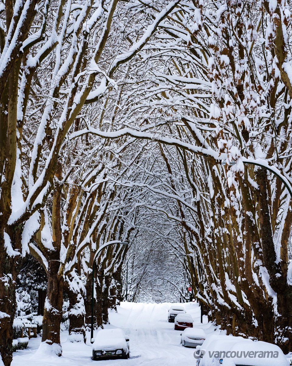 vancouverama's tweet photo. There are a number of gorgeous avenues like this so I spent the other morning photographing some of my favourites. #winterwonderland #tryptich #vancity #snowmageddon2022 https://t.co/AL02CDJcHV