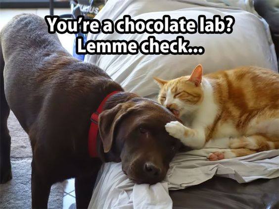 ruben_corella's tweet photo. #pets #petslover #cuties #curepets #cat #dog #dogsandcats #catsanddogs #perro #gato #gatos #perras #perra #chocolate #foodie #foidiecat #sweet #sweetcakes #letmecheck #fun #humor #Trending #tasty #dogslover #catslover #Nadal2022 #noel #dulces #desserts #smile #sonrie #lovers #pet https://t.co/qUjKc4rlhw