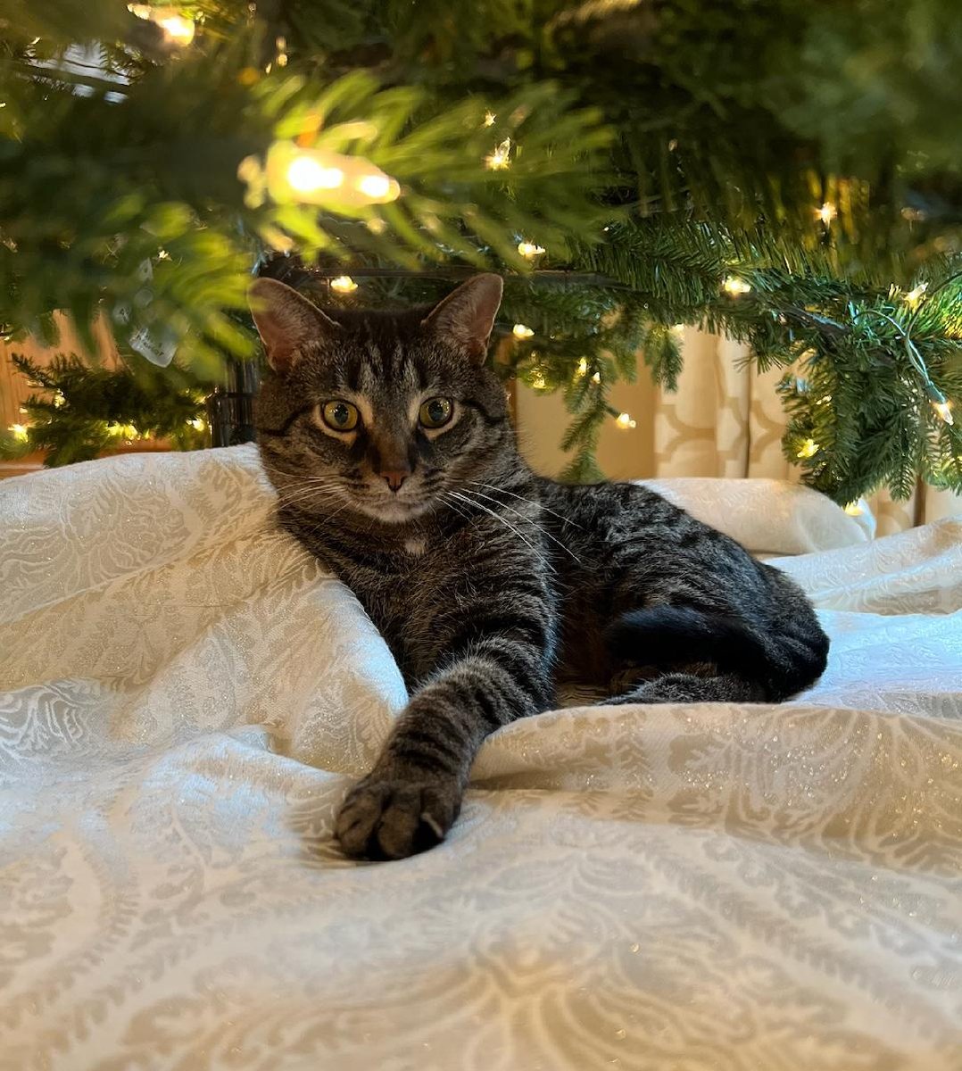 Merry #Catmas from Poppy Cutie Leopard MacRaild.