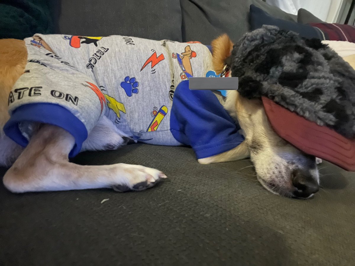 Un_Employable's tweet photo. I love this little dog man 🎄❤️ https://t.co/l230Jtw2kS