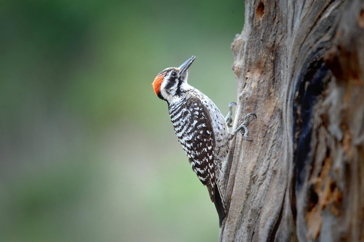 Wil_McCarley's tweet photo. Ladderback Woodpecker #wildscape #bird #birdphotography #mybackyard #birdwatching #naturephotography #naturelover https://t.co/f2N85I7ogp