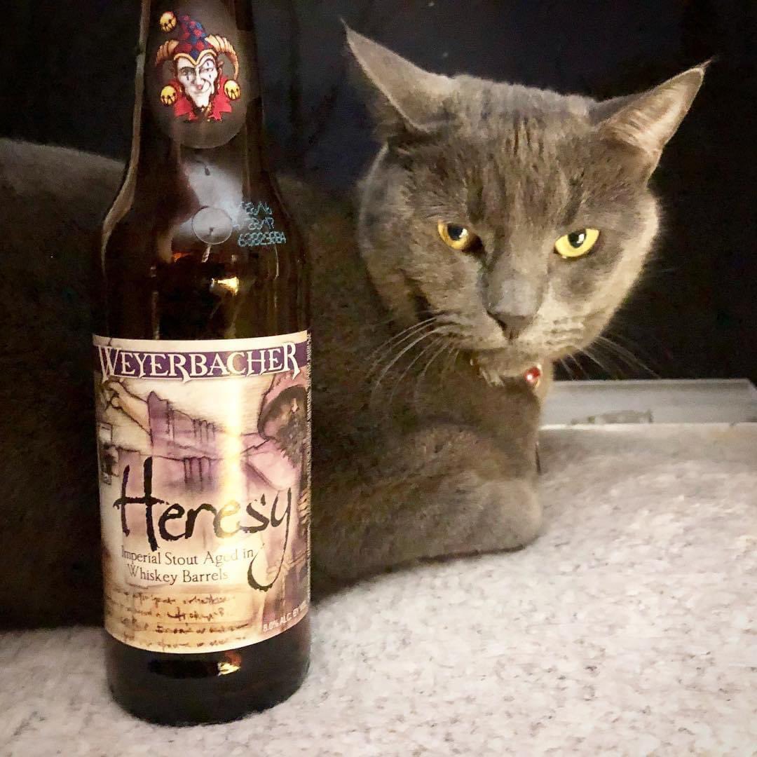 JimmRet's tweet photo. #ThisYearIn 2018
#PrincessTheBaby is a #beercat that does Heresy before #Christmas! A @Weyerbacher Heresy!
#craftbeer #beer #Ale #cat #bier #kat #katze #gato #cute #craftbeer #instacat #CatsOfTwitter #neko #catstagram #cerveza #貓 #kitty #猫 https://t.co/Uq8bGuHbQZ