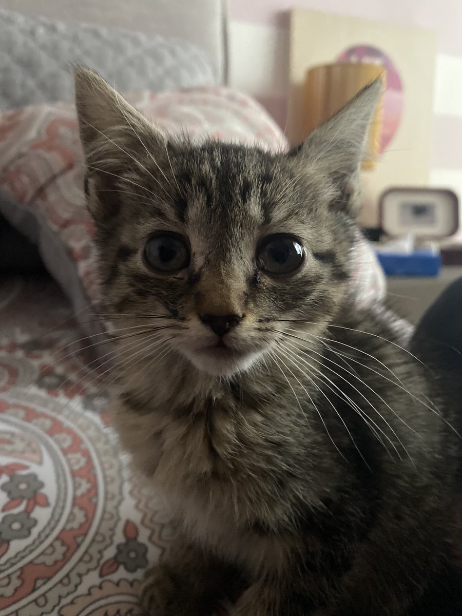 barbsshm's tweet photo. Mi nueva bebé😍 https://t.co/IBDndwFRdG