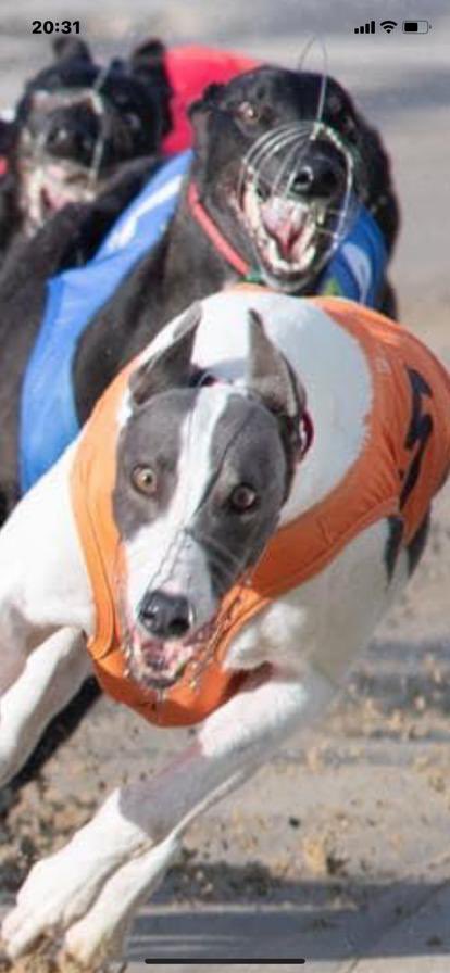 steveeason11's tweet photo. Booooom 5cat1s in 5 months and 2 wins what a great year for chelms cub abso buzzing after tonight’s win well done joey boy 🐾🐾🐾🐾🏆🏆🏆🏆🏆🏆🏆🏆🏆 https://t.co/Texpa5B0LM