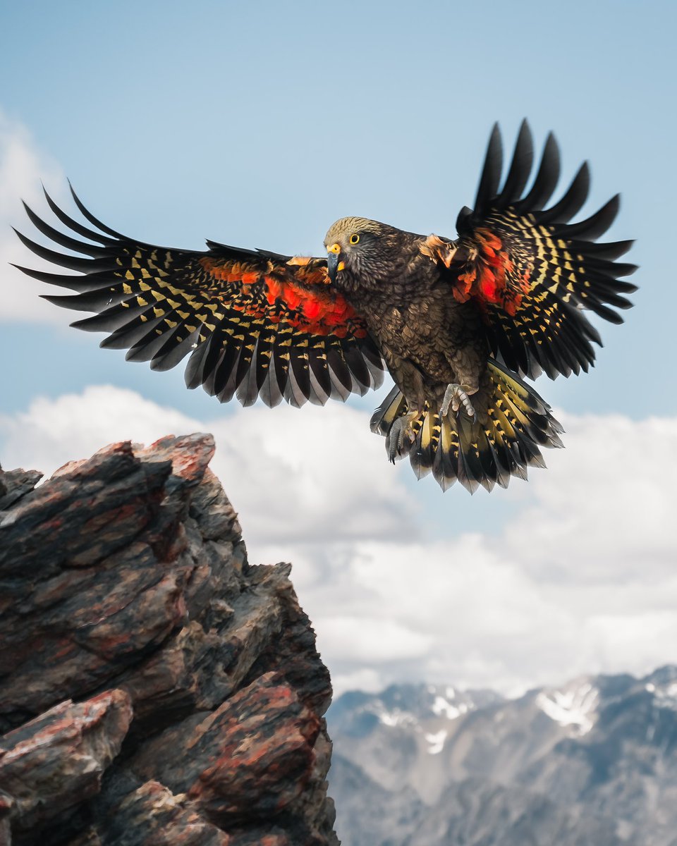 Ryan Wilkes (@itsryanwilkes) on Twitter photo Mountain parrot 🗻🦜
One of my all time favourite photos I’ve made and the result of many many trips to the Southern Alps in New Zealand. Still available on <a href="/foundation/">Foundation 🌐</a> !
Link in the first comment 👇🏽 Mountain parrot 🗻🦜
One of my all time favourite photos I’ve made and the result of many many trips to the Southern Alps in New Zealand. Still available on <a href="/foundation/">Foundation 🌐</a> !
Link in the first comment 👇🏽