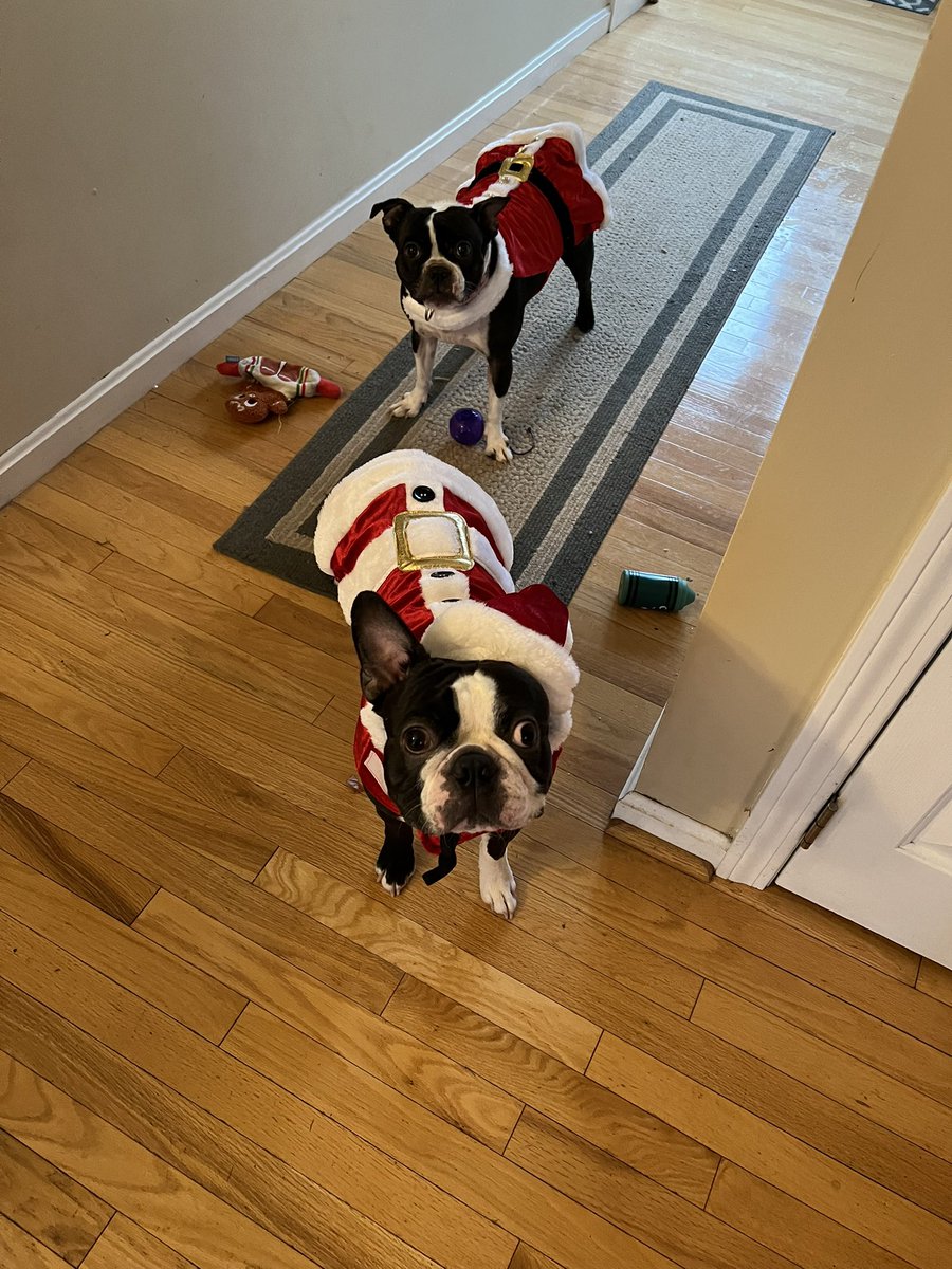 BoroughMom's tweet photo. The crazy Bostonians on Emerald St - Berkeley and Lenox wish you a Merry Christmas! #Boston #DogMom #MADogs https://t.co/UMBCsq6YHT