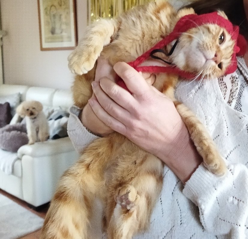 killuhye's tweet image. merry christmas from last year