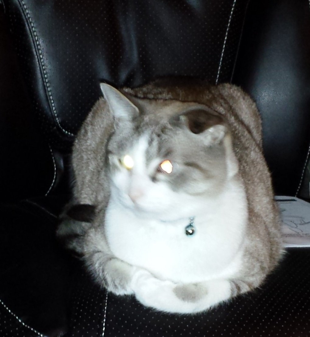 BrookeHaggith's tweet photo. @albinokid We lost our "Smokey" this past August. He was 21 years old. https://t.co/Zz4RXfzdbC