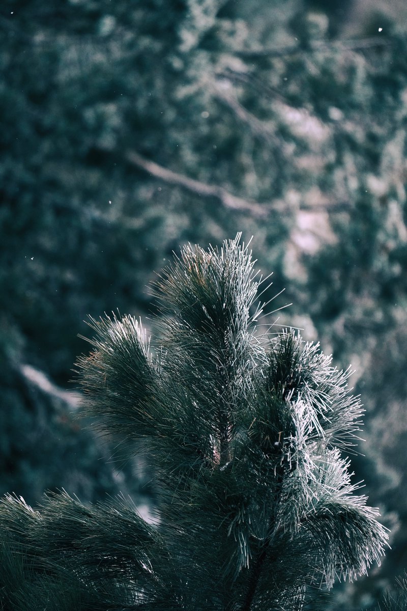 📷 + 💭: Gina Danza

Fir, Spruce, Pine - OH MY! 🌲

As a Landscape Photographer, I am creating art with conifers each year and I am learning more with each photo about these evergreens that we love so much during this time of the year in the northern hemisphere!

#DiscoveryCollab