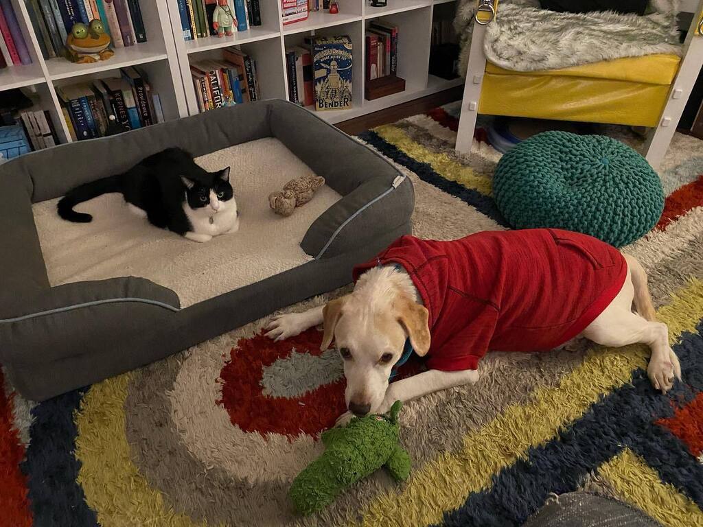 MisterBrainley's tweet photo. The bed thief strikes again https://t.co/xQBvat6phL