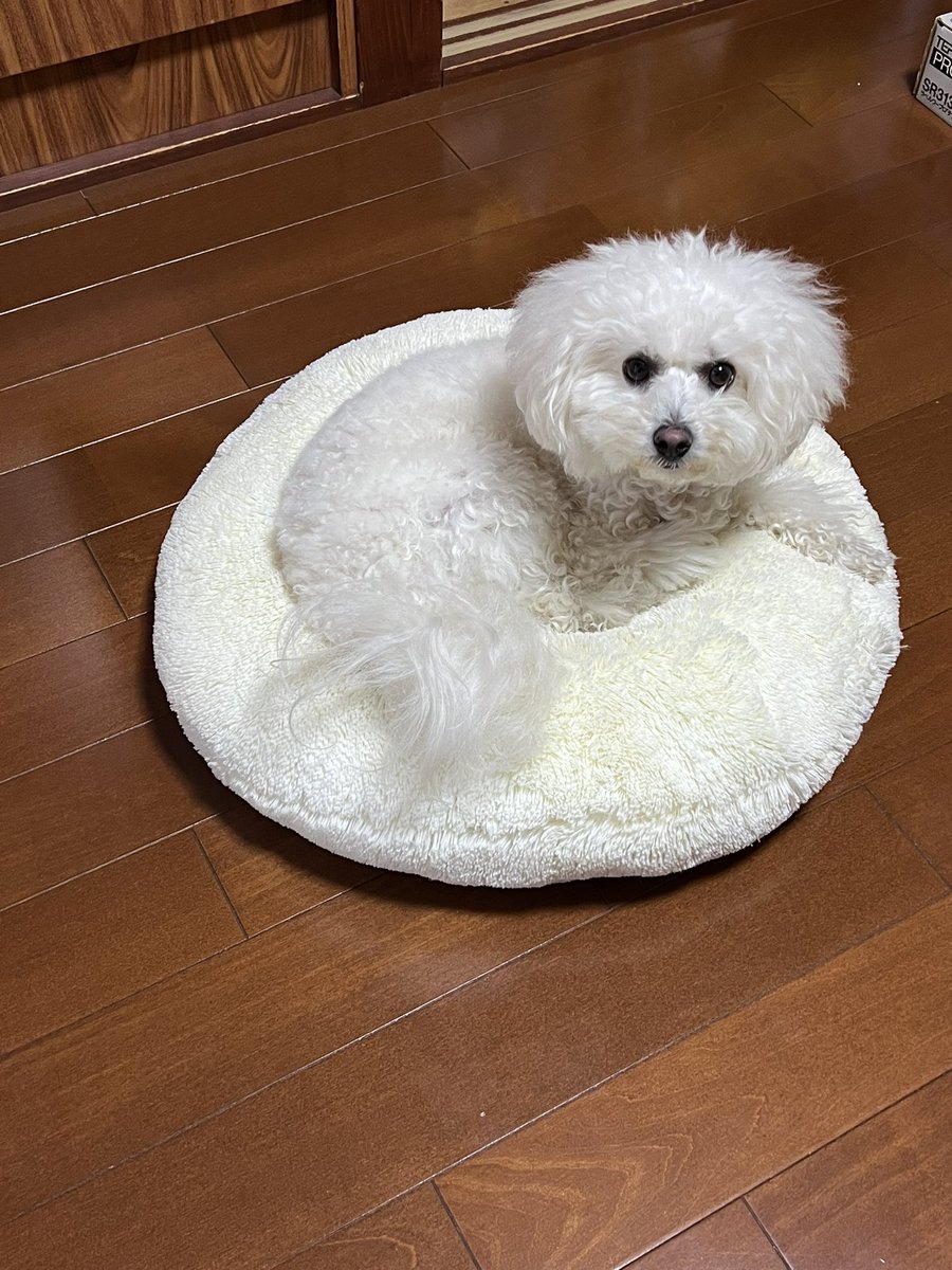 programming_aya's tweet image. 勉強のお目付役。そんな見つめられたら集中できないじゃないか(*≧∀≦*)
#DMMWEBCAMP 
#事前学習中
#ビションフリーゼ