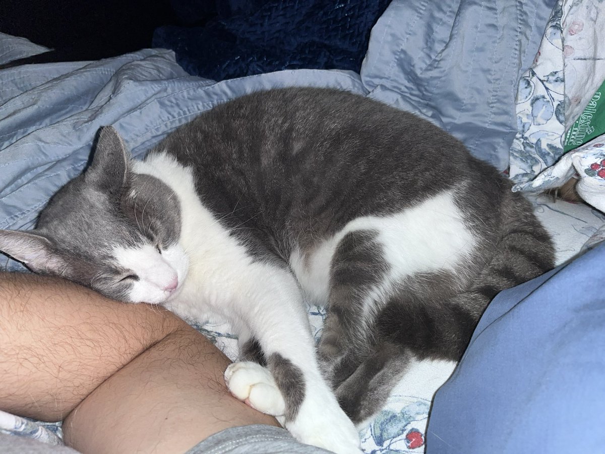 RealRuggle's tweet image. Snug as a bug in a rug…
#CatsOfTwitter