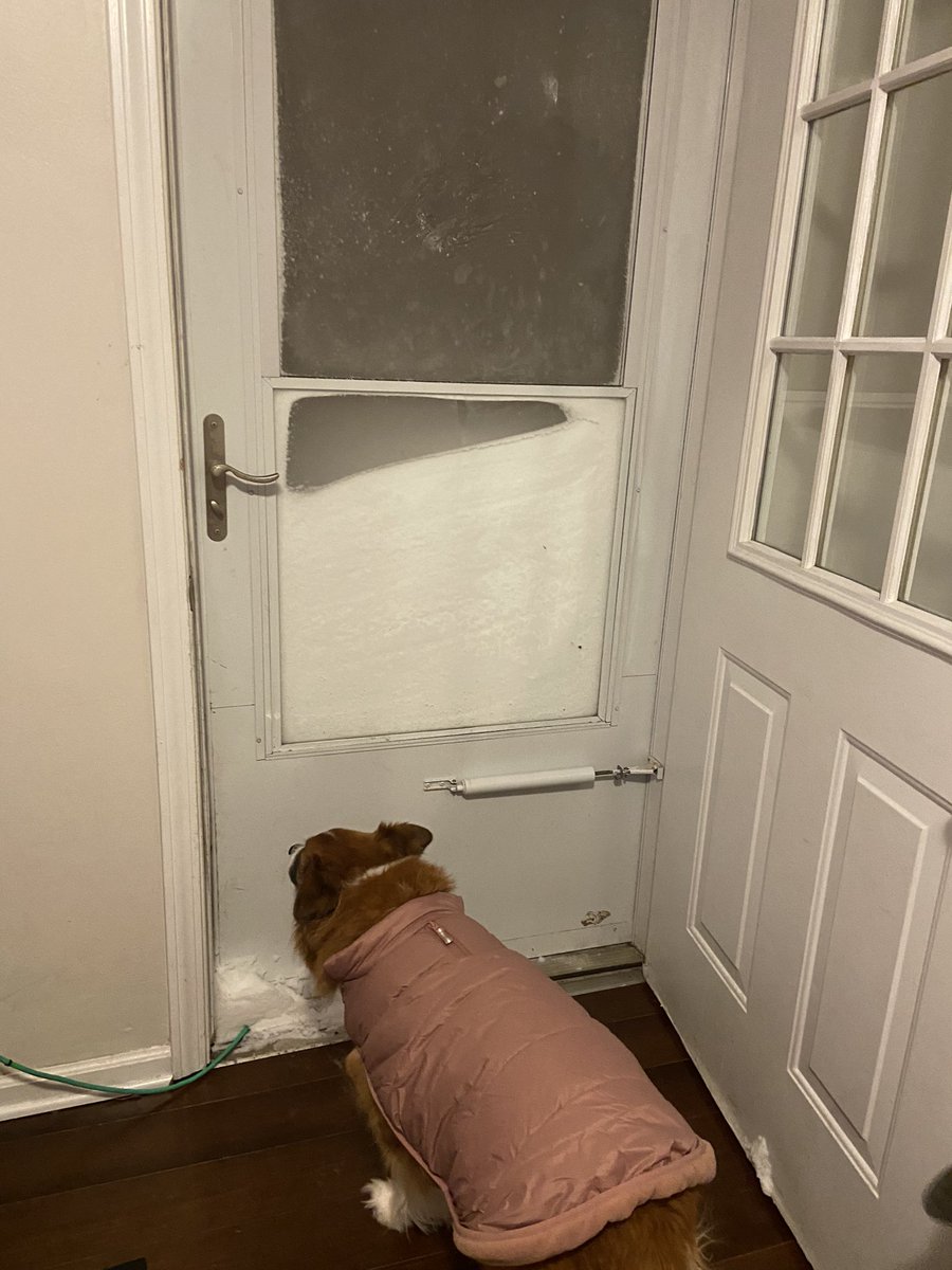 Ferraro_Speech's tweet photo. I donโt think youโre going to be able to get out this door Smalls! #BuffaloStorm2022 #SEEITON7 #Blizzardof2022 #BlizzardOfOz #dogsofBuffalo #Imgoingtoneedabiggershovel https://t.co/mqFtxh3wHn