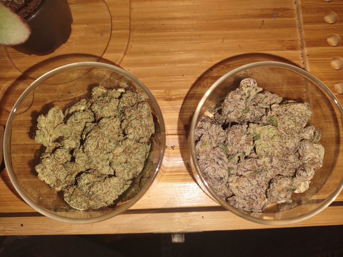 Wolf_Territory's tweet photo. Some beautiful Christmas Tree to help me feel better. Natural remedy is the key. 

#Mmemberville #StonerFam #STONER #420community #Kushmas #CannabisCommunity https://t.co/XSsrAp8dpP