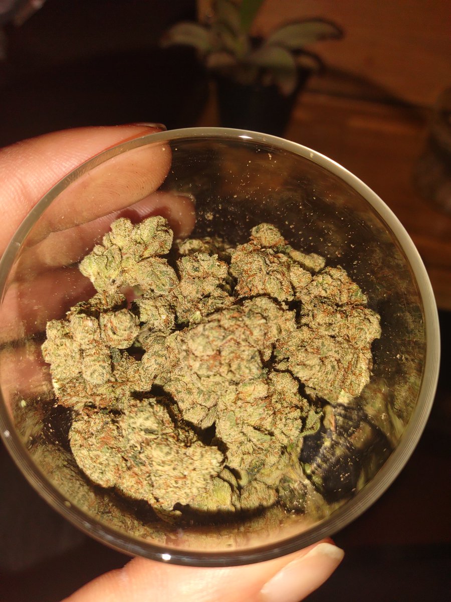 Wolf_Territory's tweet photo. Some beautiful Christmas Tree to help me feel better. Natural remedy is the key. 

#Mmemberville #StonerFam #STONER #420community #Kushmas #CannabisCommunity https://t.co/XSsrAp8dpP
