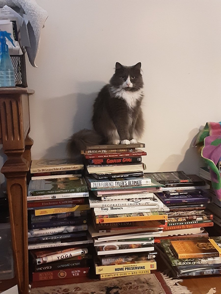 HouseofBast2019's tweet photo. Marvin, King of Books. #cats #catsoftwitter #catlover #catsworld #catphotography #catfamily #housecats #housecat #catslife #Bast #houseofbast #catsarepawesome #catworld #books #lotsofbooks https://t.co/LdEzGTbyo9