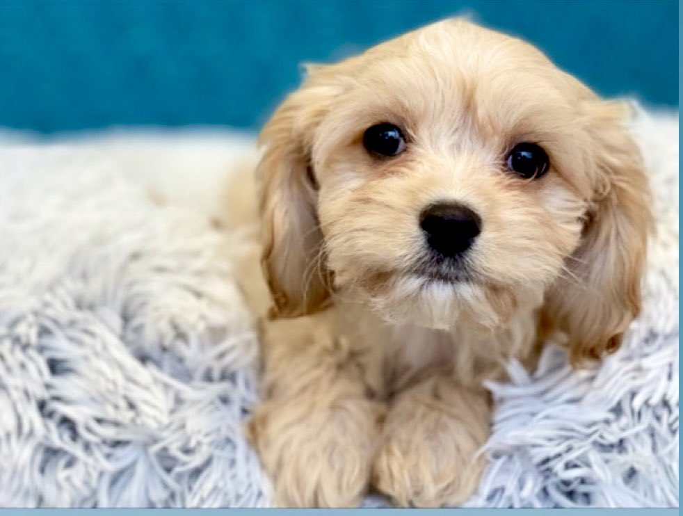 Mrs. 👑 tweet media