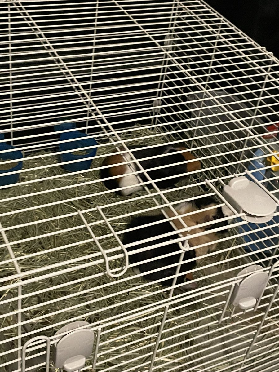 poetry_grrrl's tweet photo. yesenia’s guinea pigs use TIMOTHEE HAY!!! TIMOTHEE CHALO-HAY https://t.co/NpwXyIUOSp