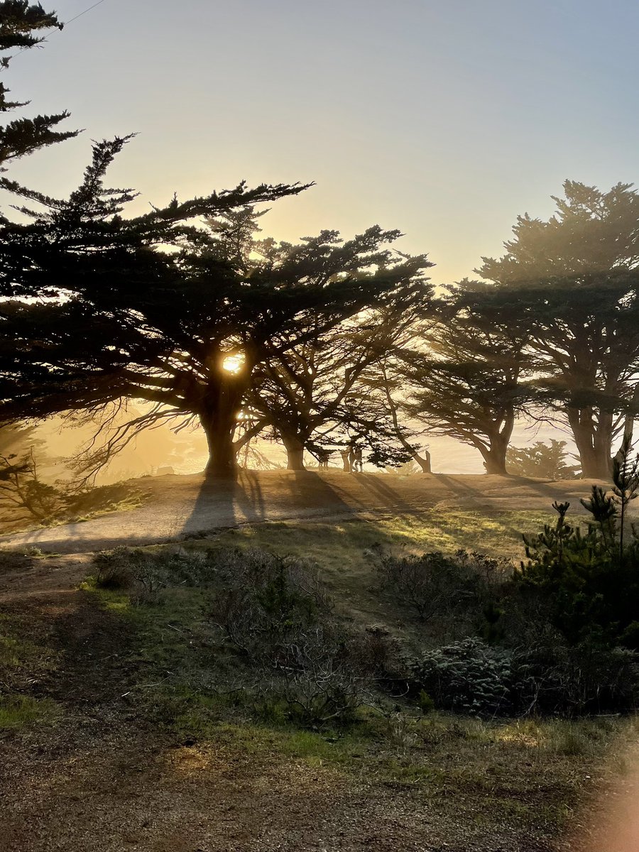 alexander saeedy tweet media