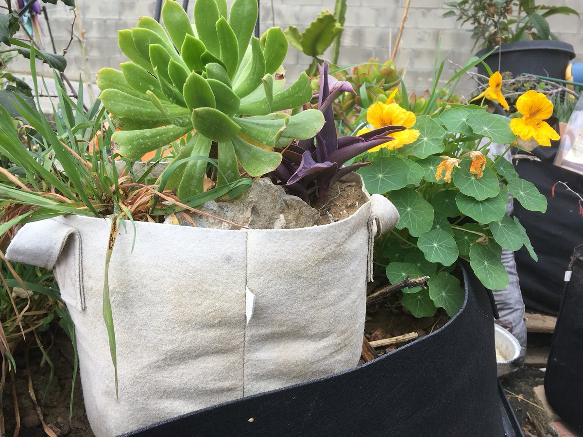 247Garden's tweet photo. Growing plants in containers can be a great way to add beauty and life to your home or garden, and the right potting mix is an important factor in the success of your container garden. #growbags #plantgrowbag #fabricpots #planters #growing101 https://t.co/KqJjrVZlA8