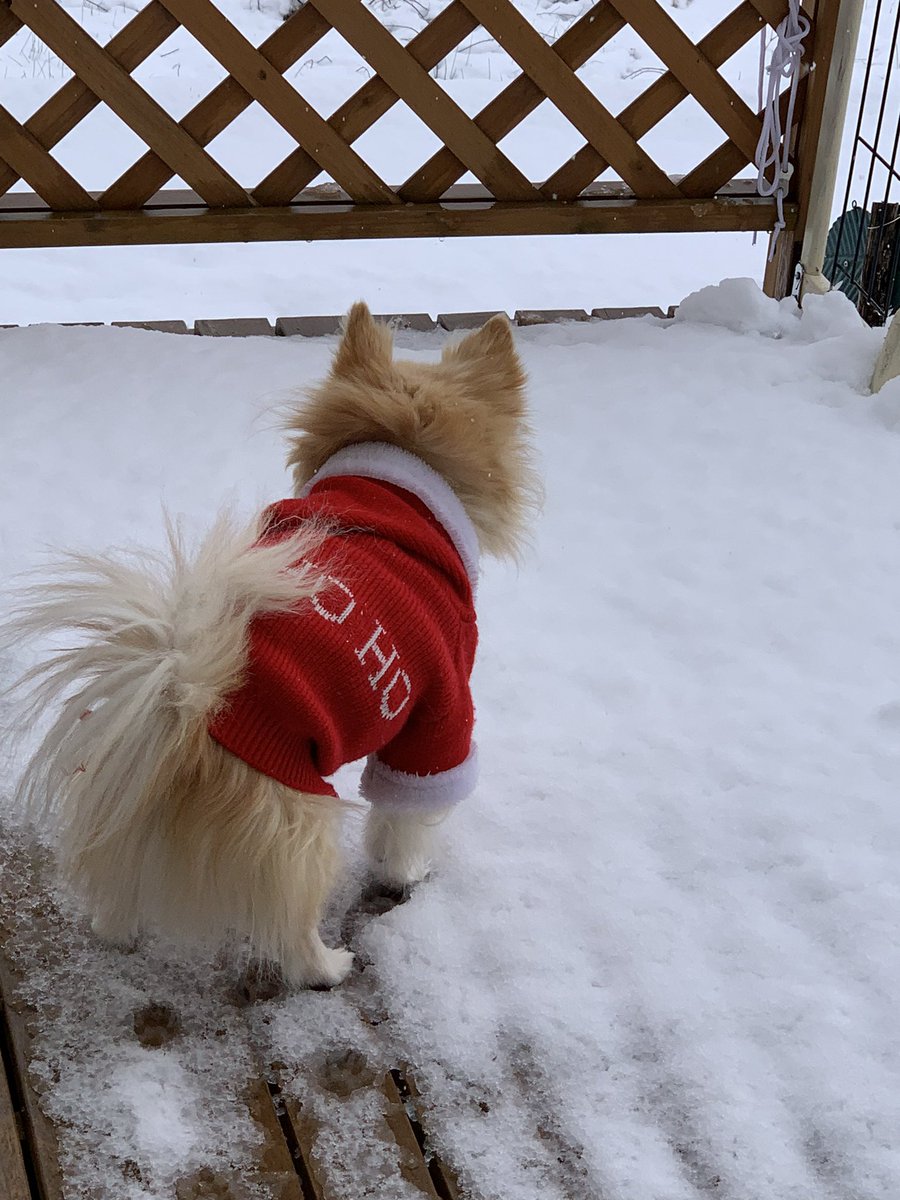 雪が降らなきゃいいのに〜🎤🐶🦌
チルサンタさん🎄⛄️🎅
皆さん　ご安全に〜🍀