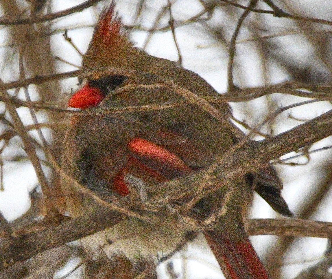 PhillipAMoe1's tweet photo. Female Cardinals are not only beautiful but also smart, she moved from up in a tree with a windchill of -21 f  to tucked in the rocks to ride out the wind blasts #birdphotography #birds #Cardinals #NaturePhotography #nature  #birding https://t.co/rS07f93XgS