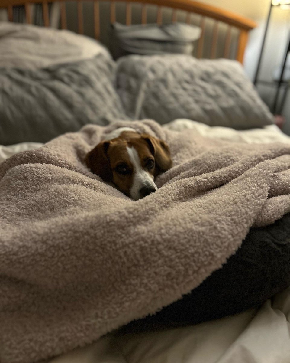 TNHicks925's tweet photo. It’s been a cozy day watching movies, comfort food, and taking Ellie out for 27 seconds before she’s ready to come in. While I’d like to avoid the blizzard conditions, these are the holiday memories that I cherish the most. I hope you and yours are staying safe + warm! 🥶 ❄️ 🔥 https://t.co/I6TMnMj55P