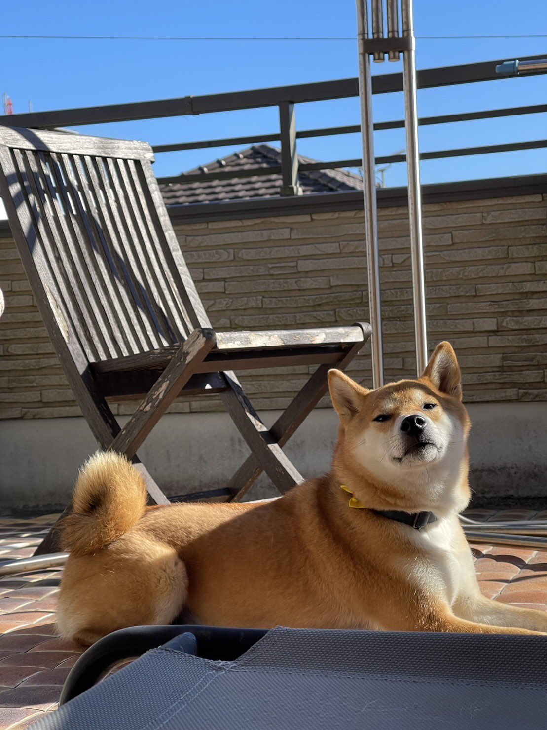 柴犬しばお (@shibaooooo421) / X