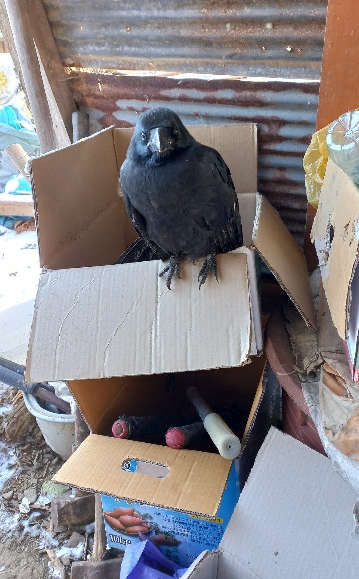 까마귀 근황
이틀 동안 안보여서 갔나보다 했다고..근데 눈이 많이 내린 어제 스스로 닭장 안에 들어가서 자고 아빠 주위에 맴돈다고 하네요ㅠㅋㅋ
퉁실퉁실 탄고구마