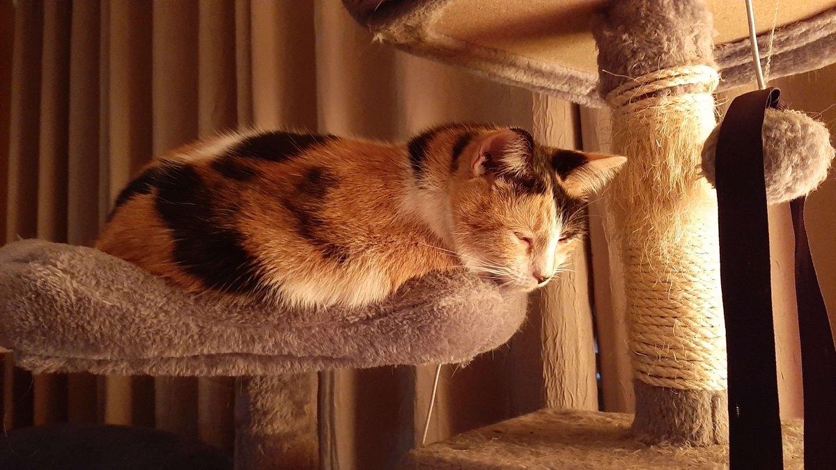 JimorGames's tweet photo. In order to manipulate the new Twitter stats, I shall henceforth post more pictures of my cat Chloe.

That is all. https://t.co/rqjmaHNSNP