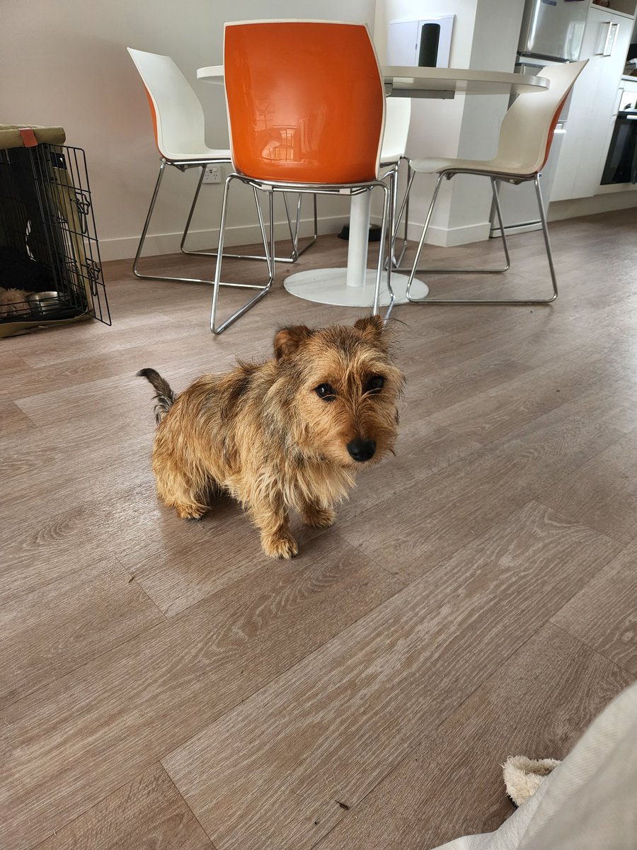 Merry Christmas Eve....Also my dog Otis' birthday which is the most important thing. #otis #dogsoftwitter