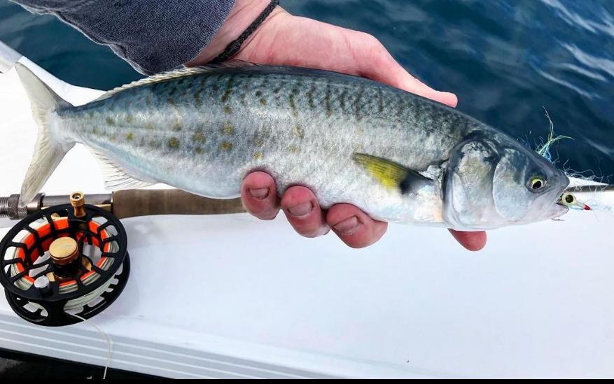 Saltwateronfly's tweet photo. Looks like very good distraction
@wilkins_on_fly
Plan A didn’t work out this morning so finding schools of these guys smashing bait was a welcome distraction
#tasmania #flyfishingtasmania #flyfishtasmania #saltwaterflyfishing #australiansalmon #catchandrelease #itonlycountsonfly https://t.co/ihAPYqd47x