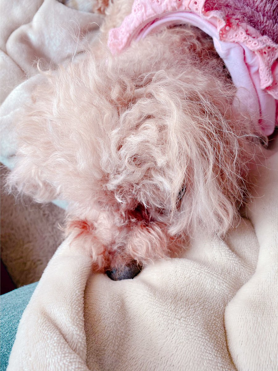 顎のっけてくるしあわせ🐶 https://t.co/m8Qe0vu1zQ