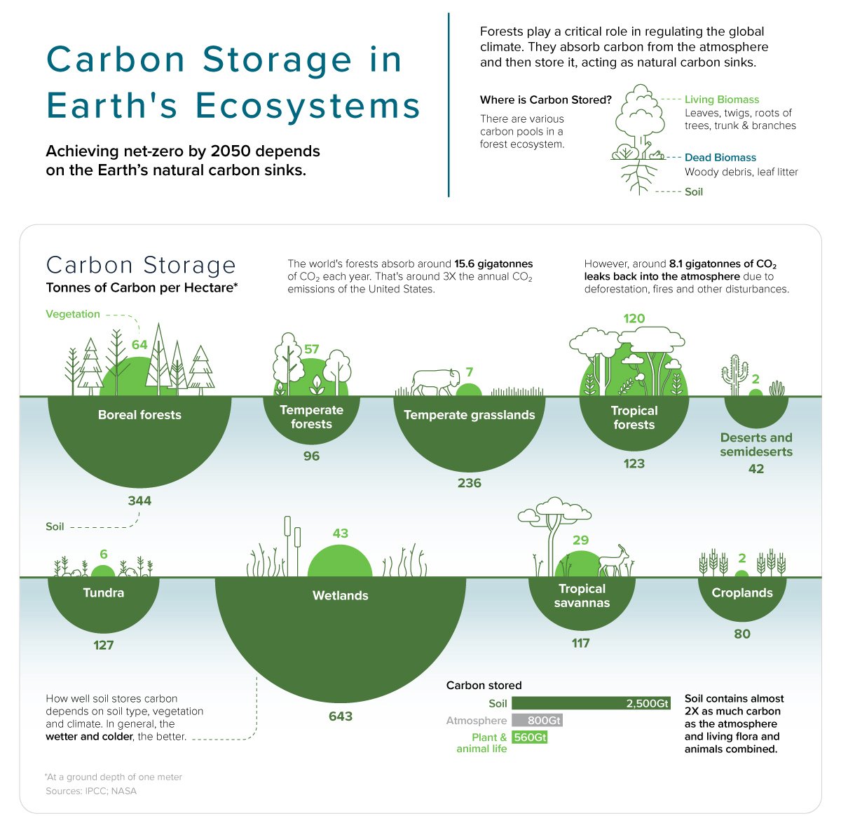 Earth's natural carbon sinks are critical for slowing down #ClimateChange.🌿🌳🌏

In fact, soil contains more carbon than you might have imagined! 🪱

A @visualcap infographic shows how much carbon is stored in different ecosystems.