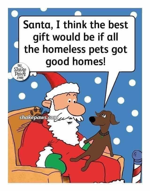 My #Christmas Wish also that all Homeless #Dogs #Fog find Wonderful Safe Forever Homes #AdoptDontShop and if it’s not too much to ask #Scrooge #BureauofLandManagement to Protect and let our #American #WildHorses #Horse #Horses Remain Free to Roam